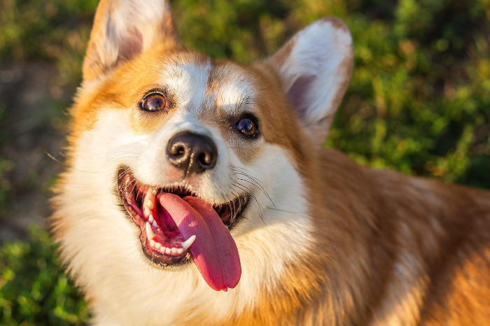 cute corgi with tongue out
